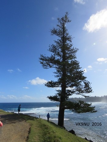 Lone Pine, Emily Bay, Norfolk Island
